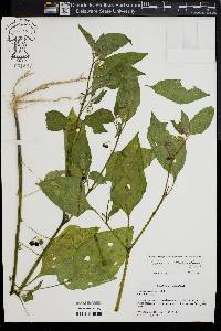 Solanum ptychanthum image