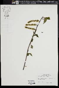 Stachyurus praecox image