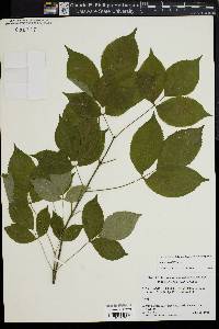 Staphylea trifolia image