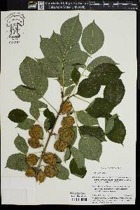 Staphylea trifolia image