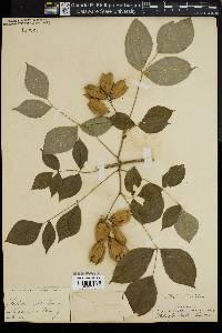 Staphylea trifolia image