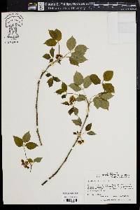 Staphylea trifolia image