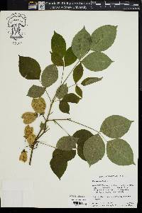 Staphylea trifolia image