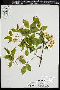 Staphylea trifolia image