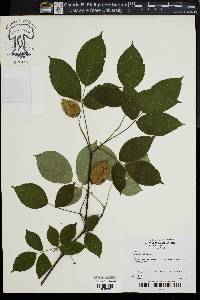 Staphylea trifolia image