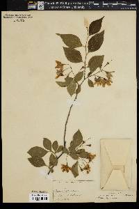 Styrax japonicus image