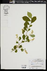 Symplocos paniculata image