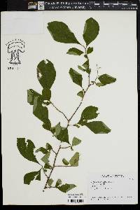 Symplocos paniculata image