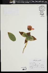 Image of Camellia edithae