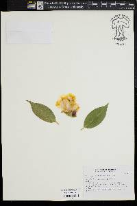 Camellia japonica image