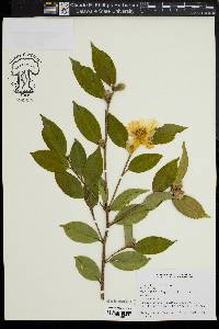 Image of Camellia oleifera