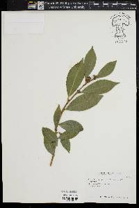 Camellia sasanqua image