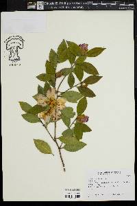 Camellia japonica image