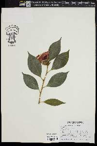 Camellia japonica image