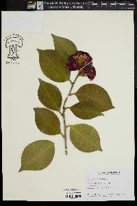 Camellia japonica image