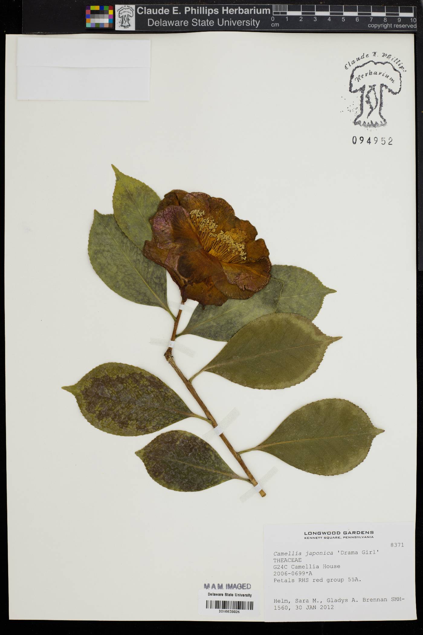 Camellia japonica image