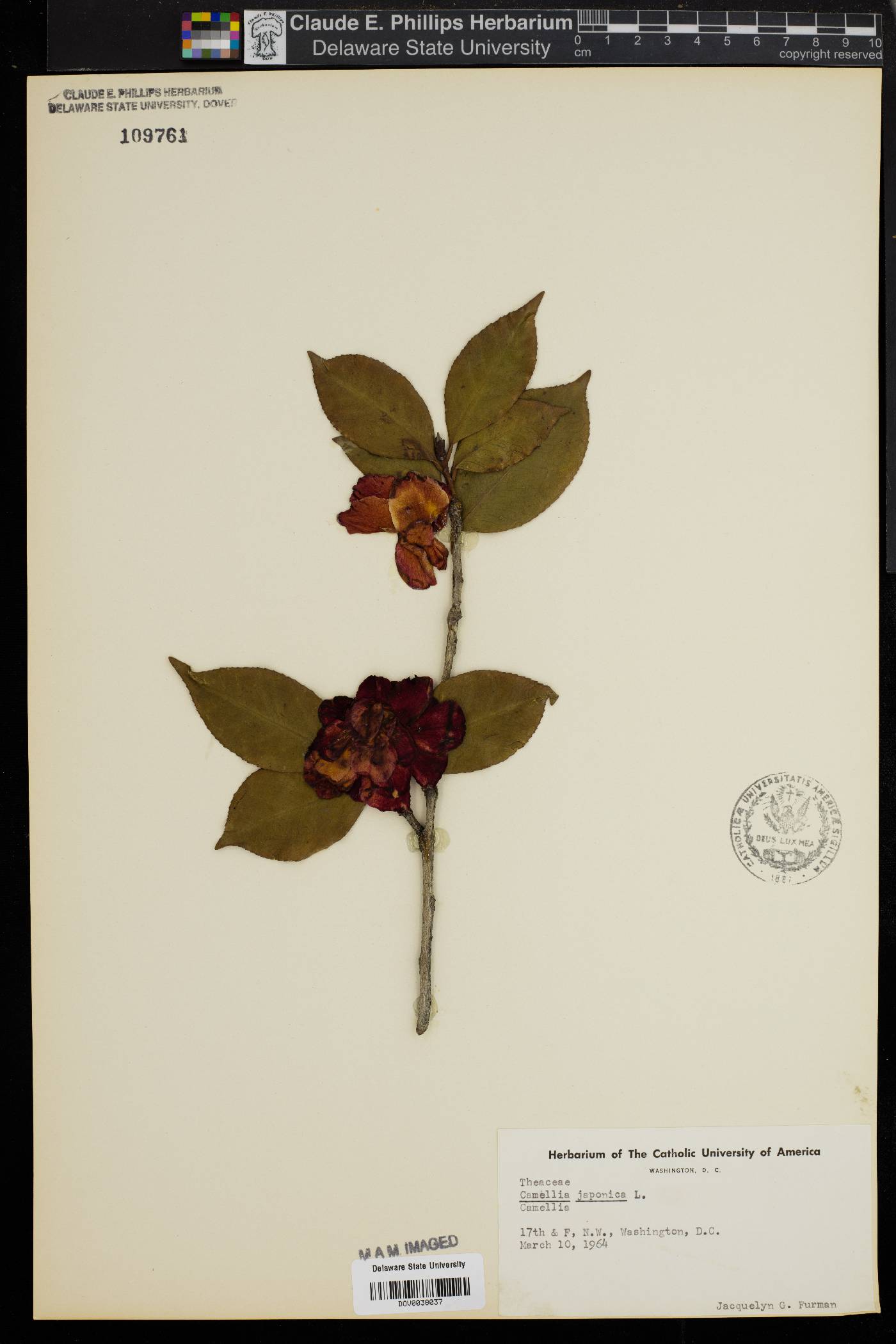 Camellia japonica image