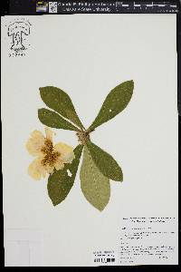 Franklinia alatamaha image