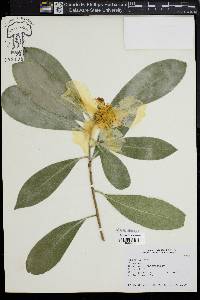 Image of Gordonia axillaris