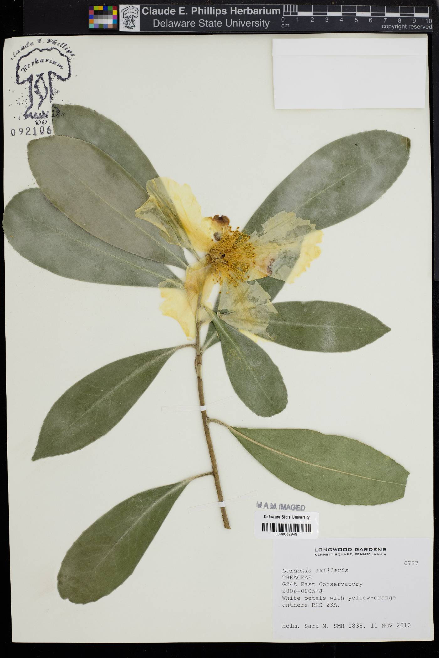 Gordonia axillaris image