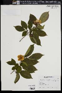 Image of Stewartia sinensis