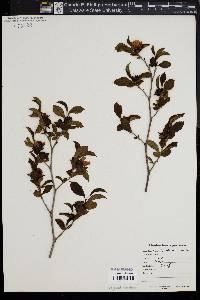 Stewartia sinensis image