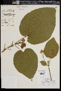 Image of Berrya cordifolia