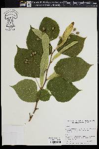 Tilia × europaea image
