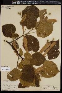 Tilia heterophylla image