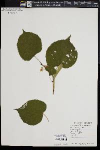 Tilia × europaea image
