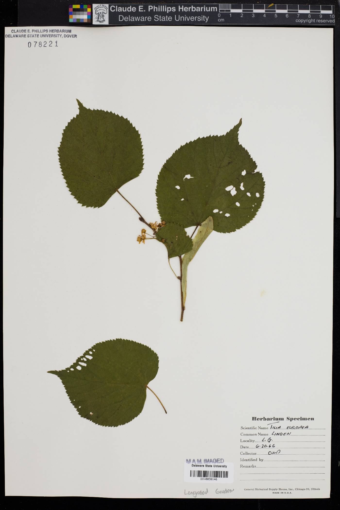 Tilia × europaea image