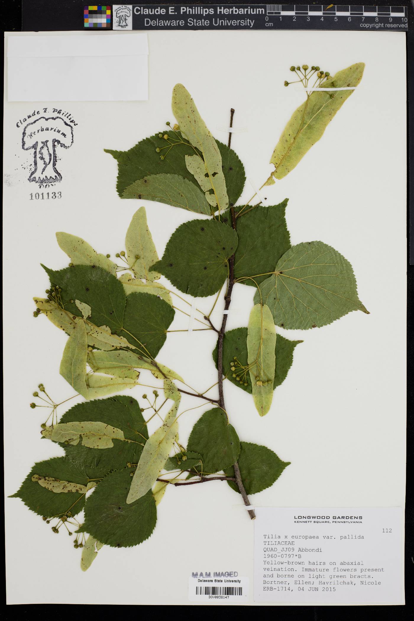 Tilia × europaea image