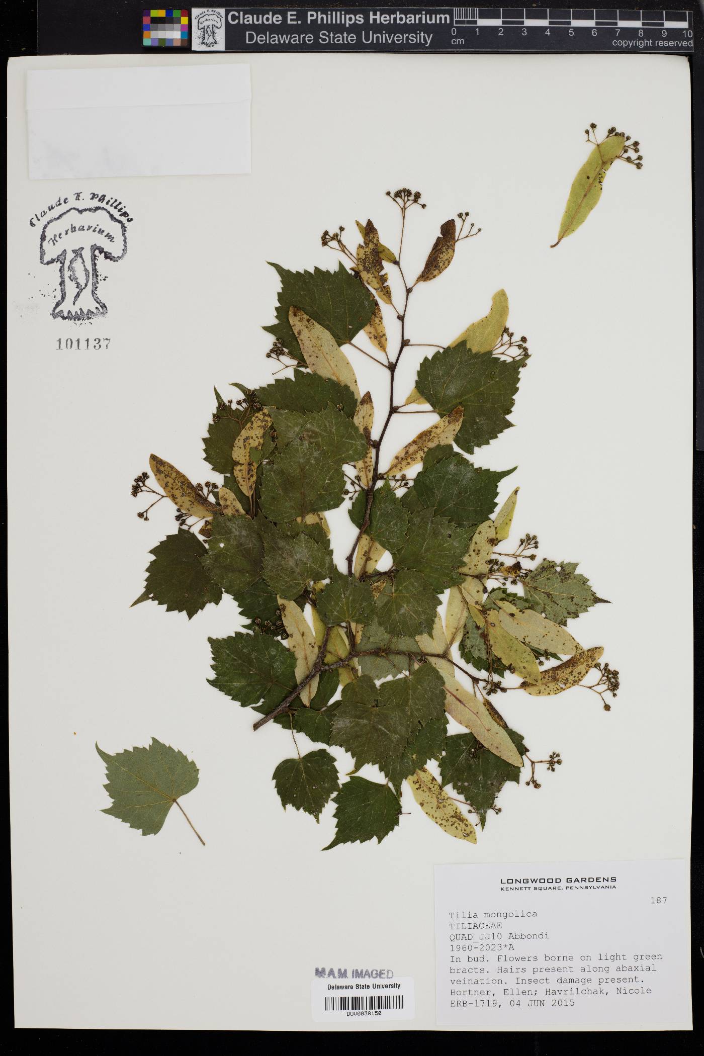 Tilia mongolica image