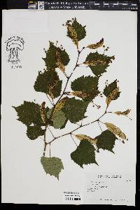 Tilia mongolica image