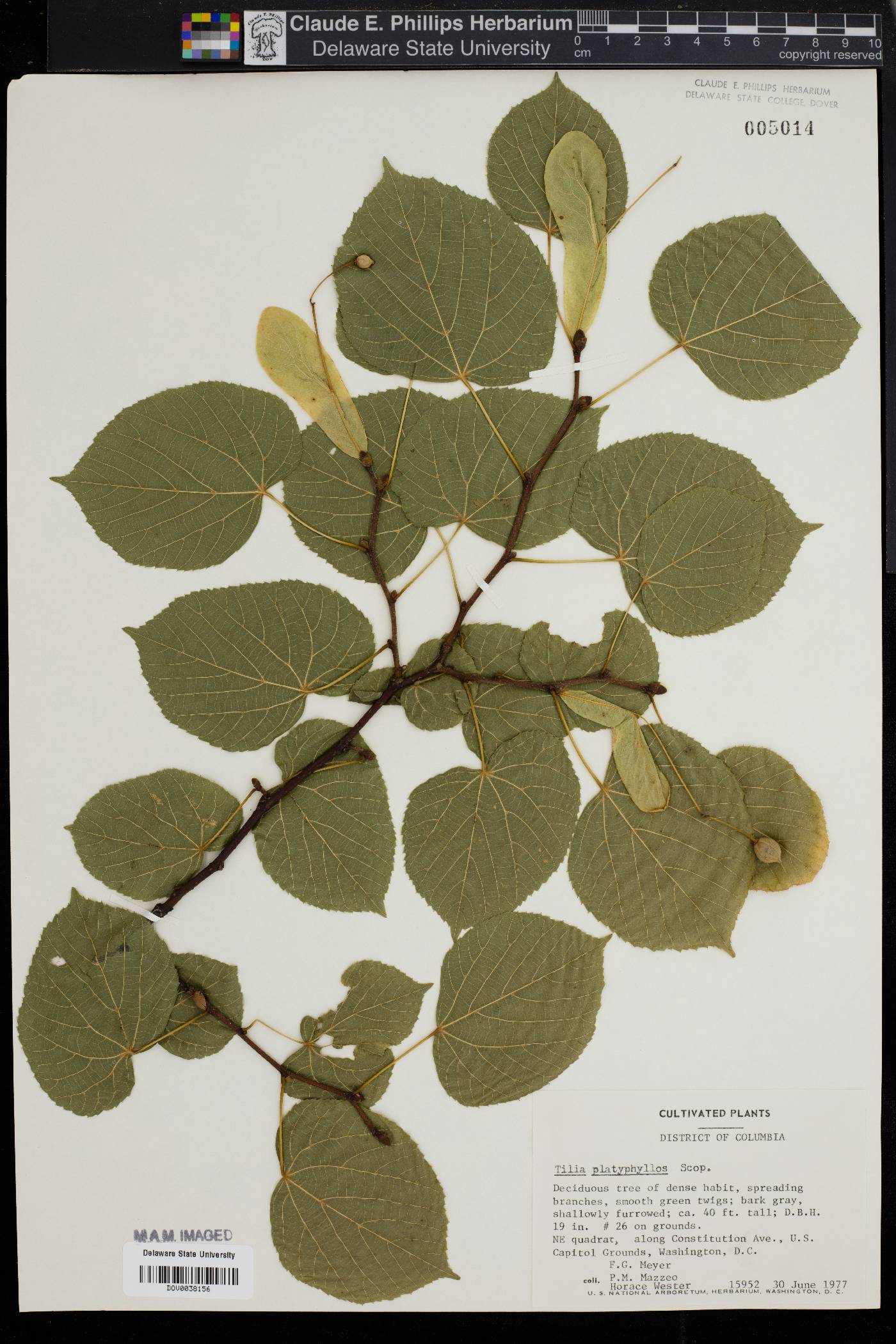 Tilia platyphyllos image