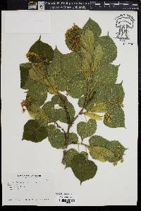 Tilia platyphyllos image