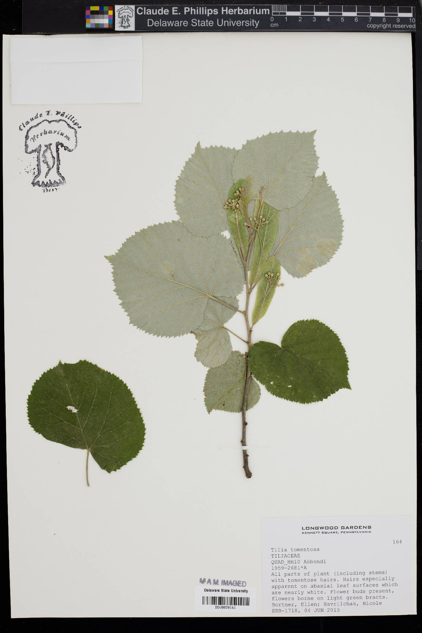 Tilia tomentosa image