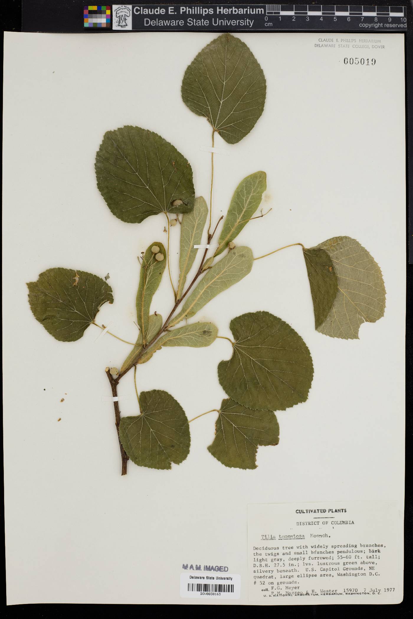 Tilia tomentosa image