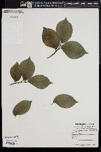 Ulmus procera image