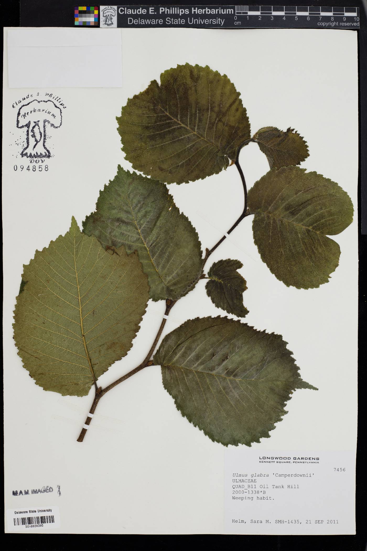 Ulmus glabra image