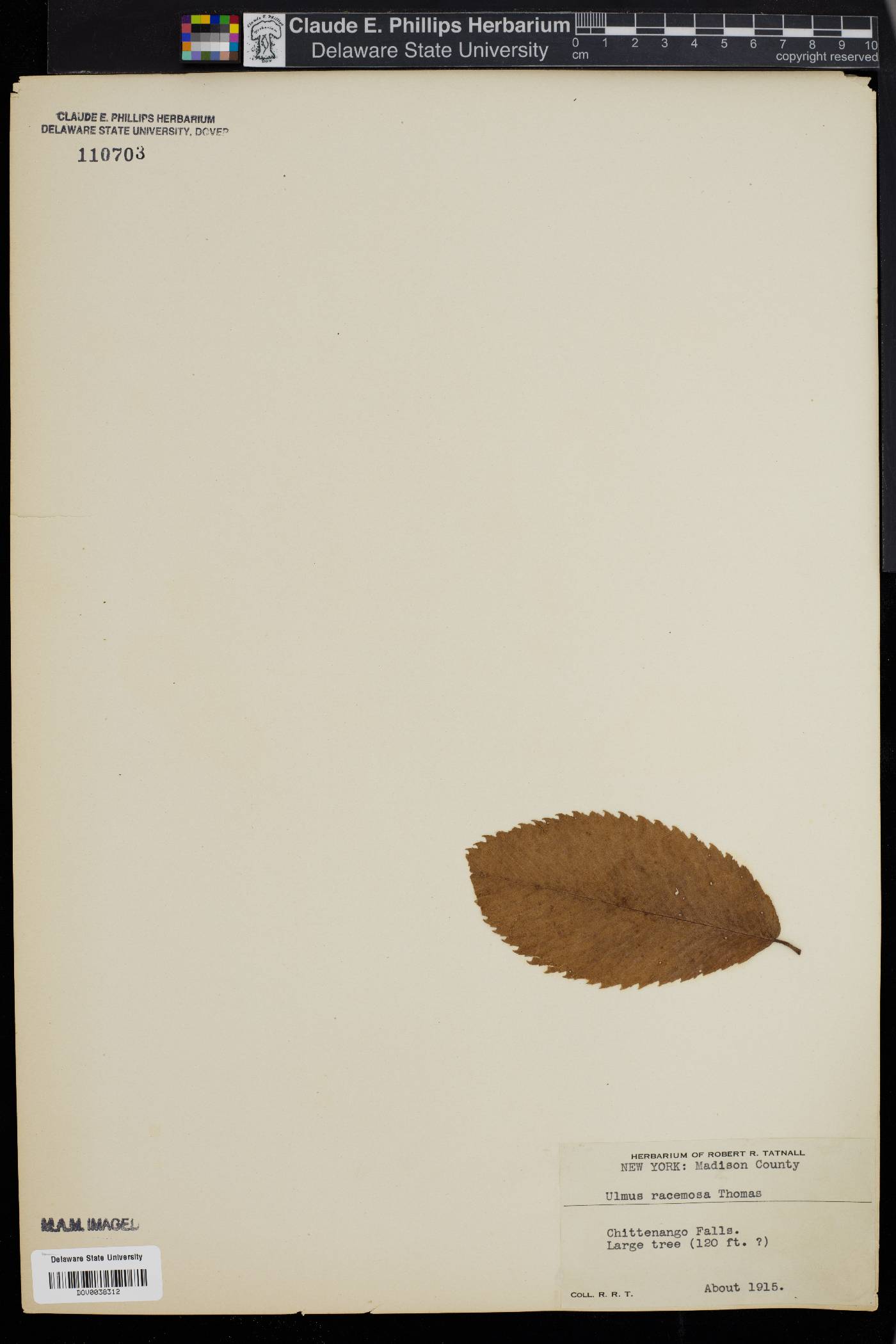 Ulmus racemosa image