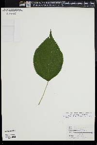 Laportea canadensis image