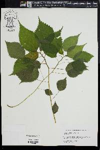 Laportea canadensis image