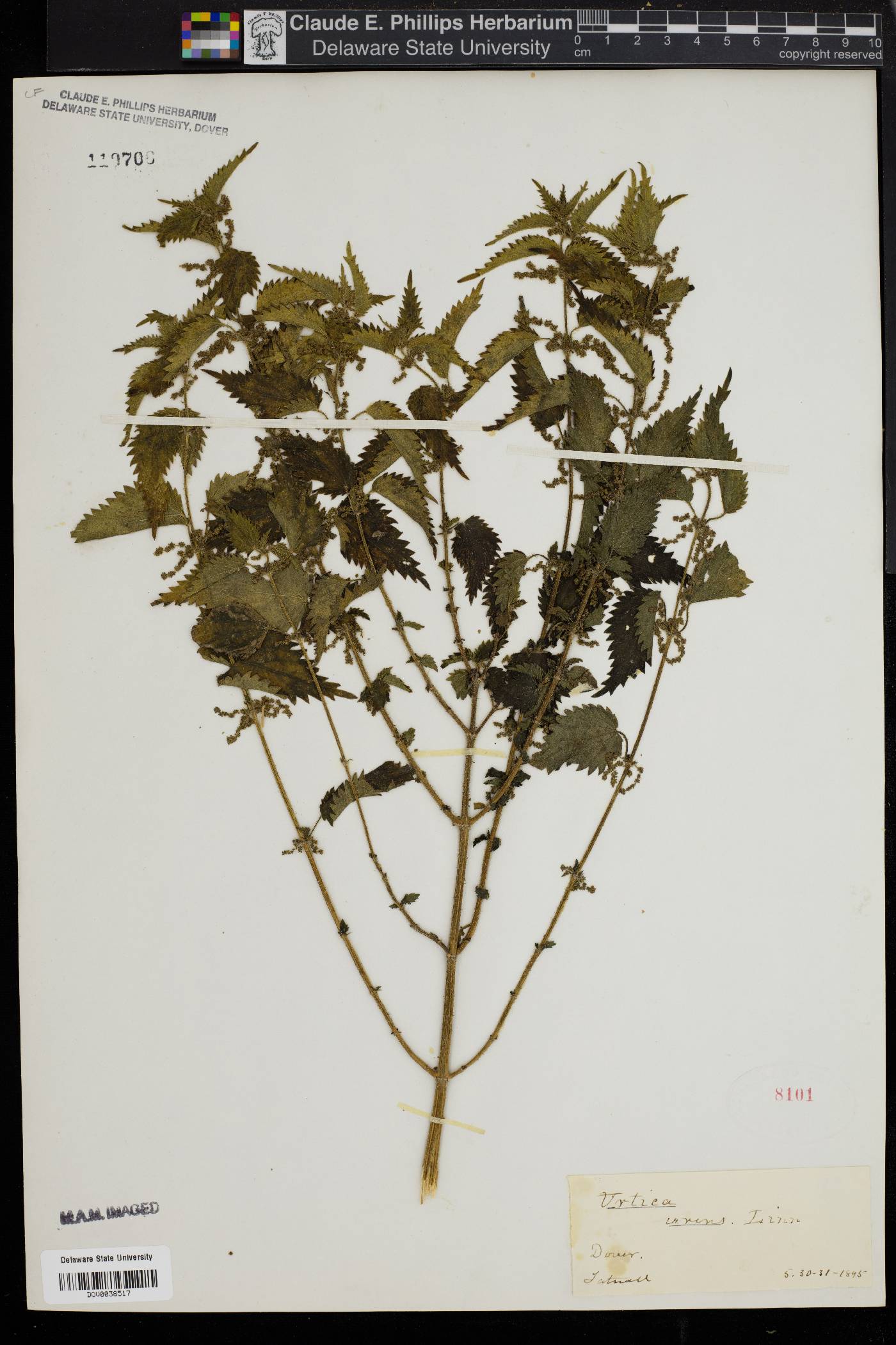 Urtica urens image