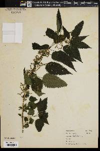 Urtica dioica image