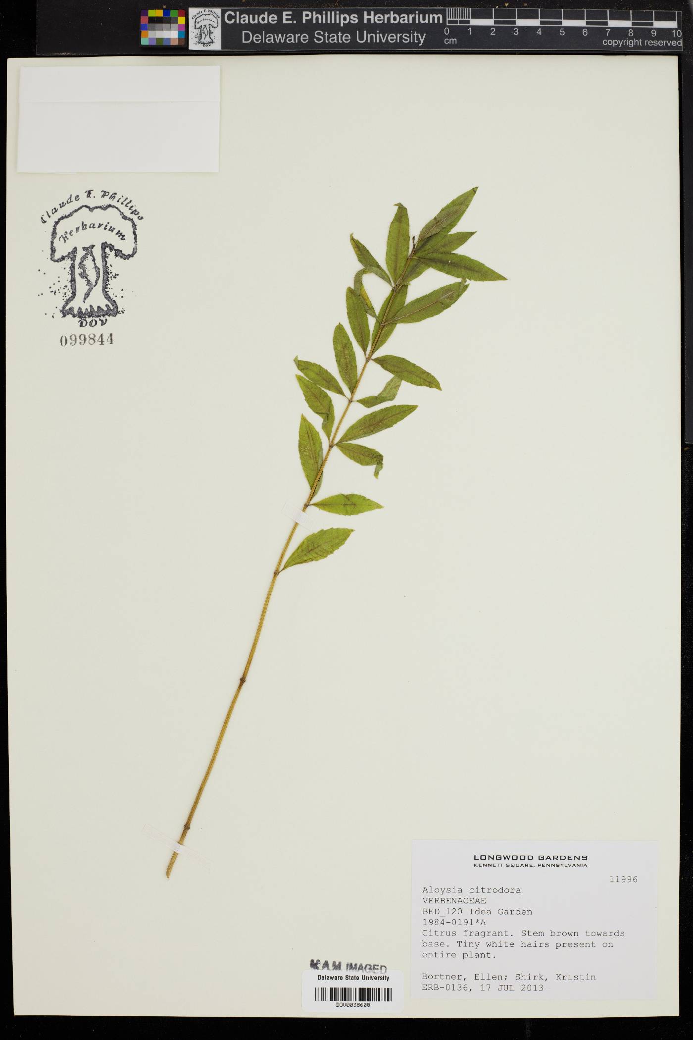 Aloysia triphylla image