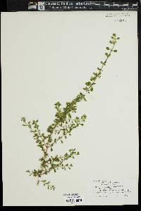 Image of Lippia micromera