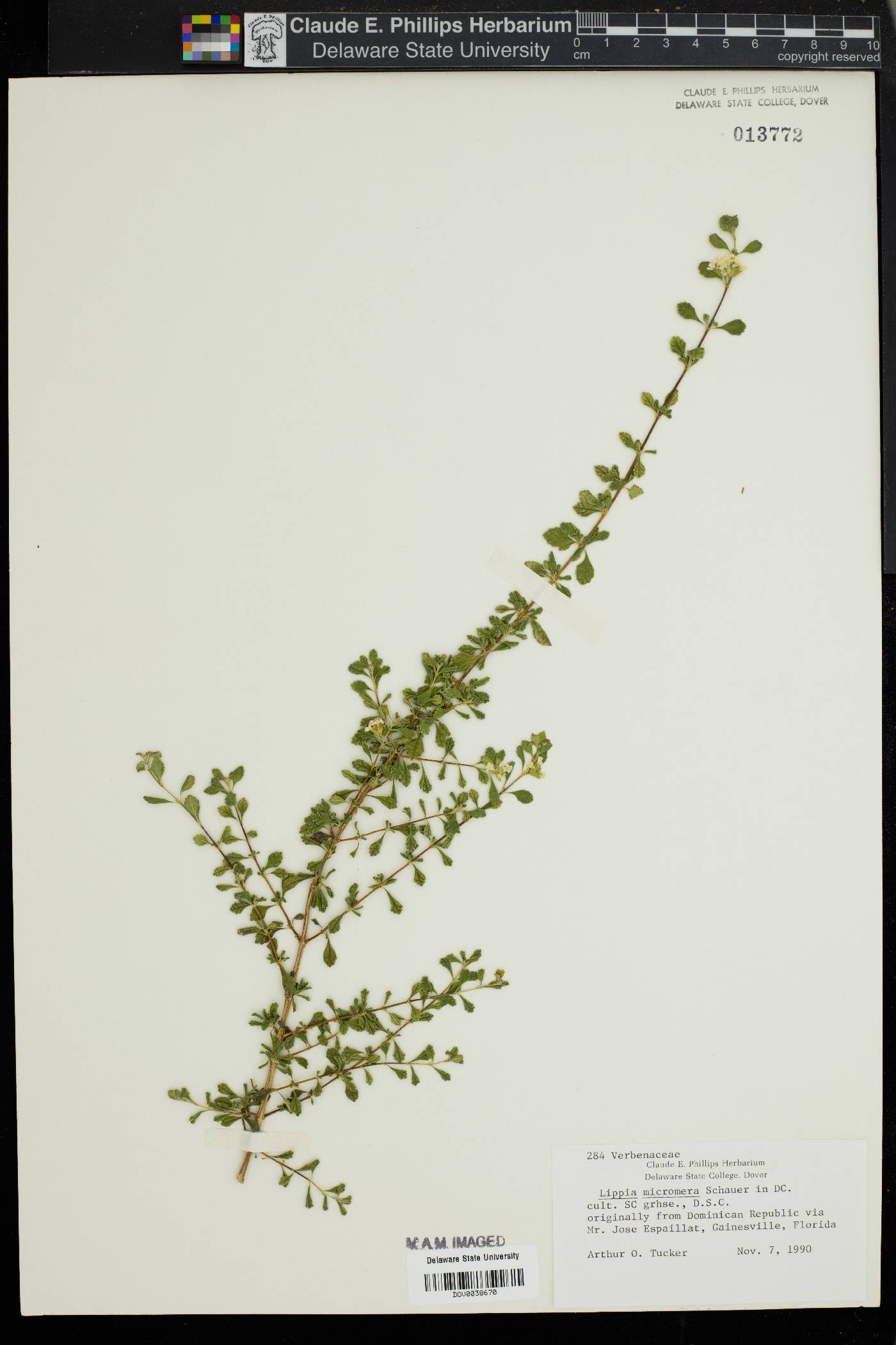 Lippia micromera image