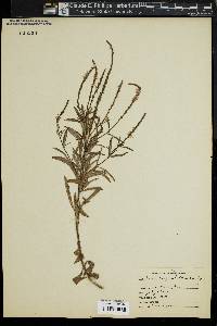 Verbena angustifolia image