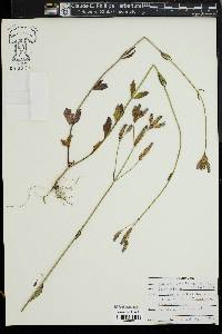 Verbena brasiliensis image